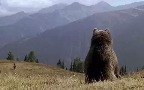 《熊的故事》剧情电影解说文案