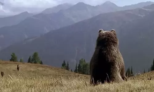 《熊的故事》剧情电影解说文案